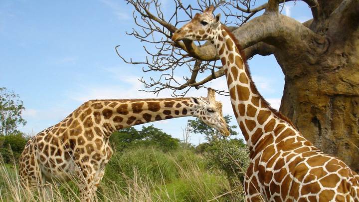 Giraffes In Forest